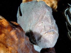 North Sulawesi-2018-DSC04730_rc- Giant frogfish - Antenaire geant - Antennarius commerson